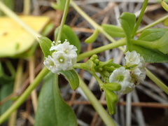 Boerhavia repens