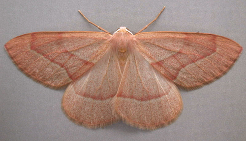 Barred Red