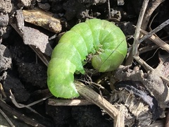 Phlogophora meticulosa