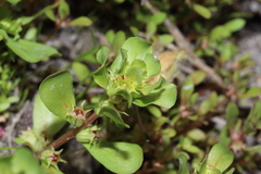 Lythrum borysthenicum