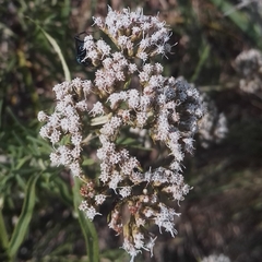 Grazielia serrata