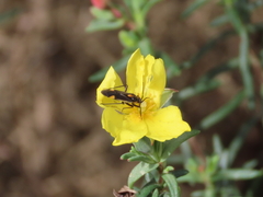 Capsodes sulcatus