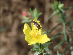 Capsodes sulcatus