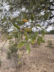 Quercus fusiformis