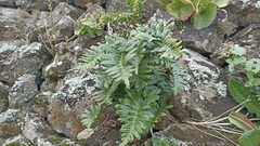 Polypodium macaronesicum azoricum