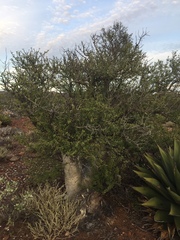 Pachycormus discolor