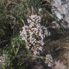 Grazielia serrata