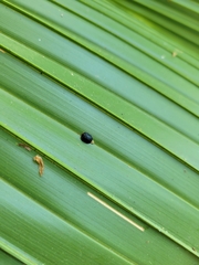 Hemisphaerota cyanea