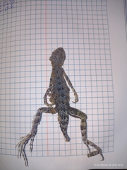 Callisaurus draconoides