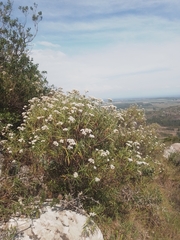Grazielia serrata