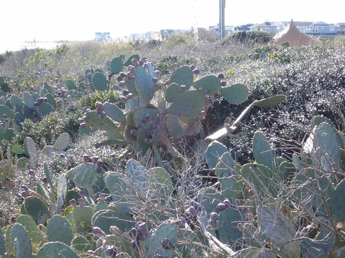 Image of Opuntia tunoidea by no rights reserved
