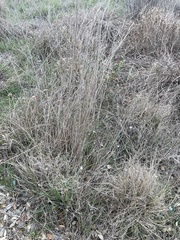 Schizachyrium scoparium