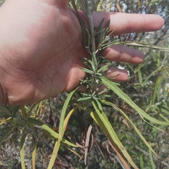 Grazielia serrata