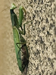 Mantis religiosa