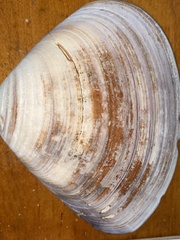 Tivela stultorum