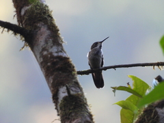 Heliomaster longirostris