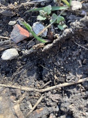 Tetramorium immigrans