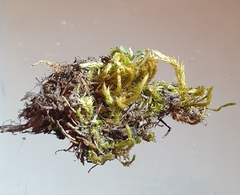 Brachythecium glareosum