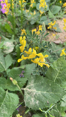 Corydalis aurea