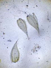 Brachythecium glareosum