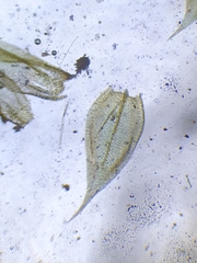 Brachythecium glareosum