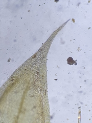 Brachythecium glareosum