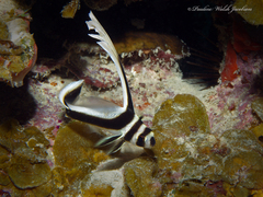 Eques punctatus