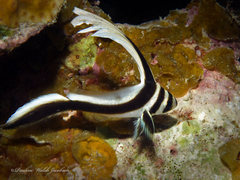 Eques punctatus