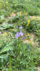 Nuttallanthus texanus