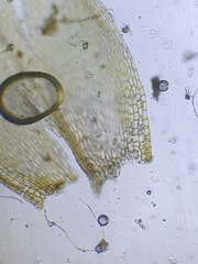 Brachythecium glareosum