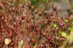Juncus pygmaeus