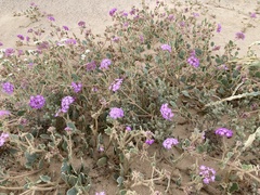 Abronia villosa