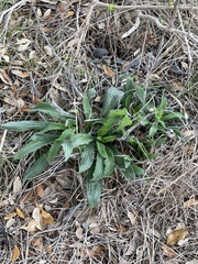 Lithospermum bejariense