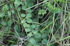 Sanguisorba