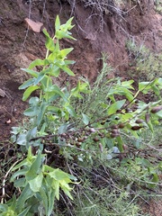 Penstemon spectabilis