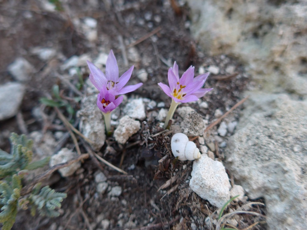 Colchicum neapolitanum