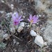 Colchicum neapolitanum - Photo (c) rojasburke,  זכויות יוצרים חלקיות (CC BY), uploaded by rojasburke