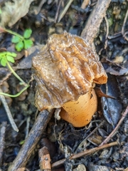 Verpa bohemica