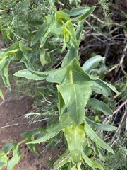 Penstemon spectabilis