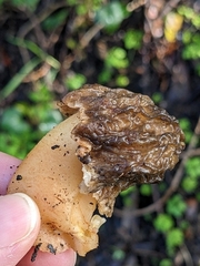 Verpa bohemica
