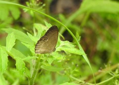 Taydebis peculiaris