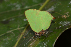 Cyanophrys herodotus