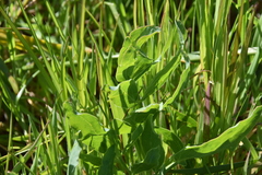 Lomatium nudicaule