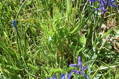 Lomatium nudicaule