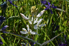 Camassia quamash