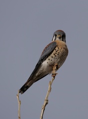 Falco sparverius sparverius