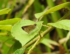 Cymaenes tripunctata