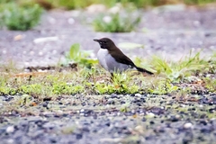 Turdus albicollis