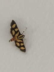 Syngamia