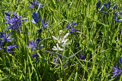 Camassia quamash